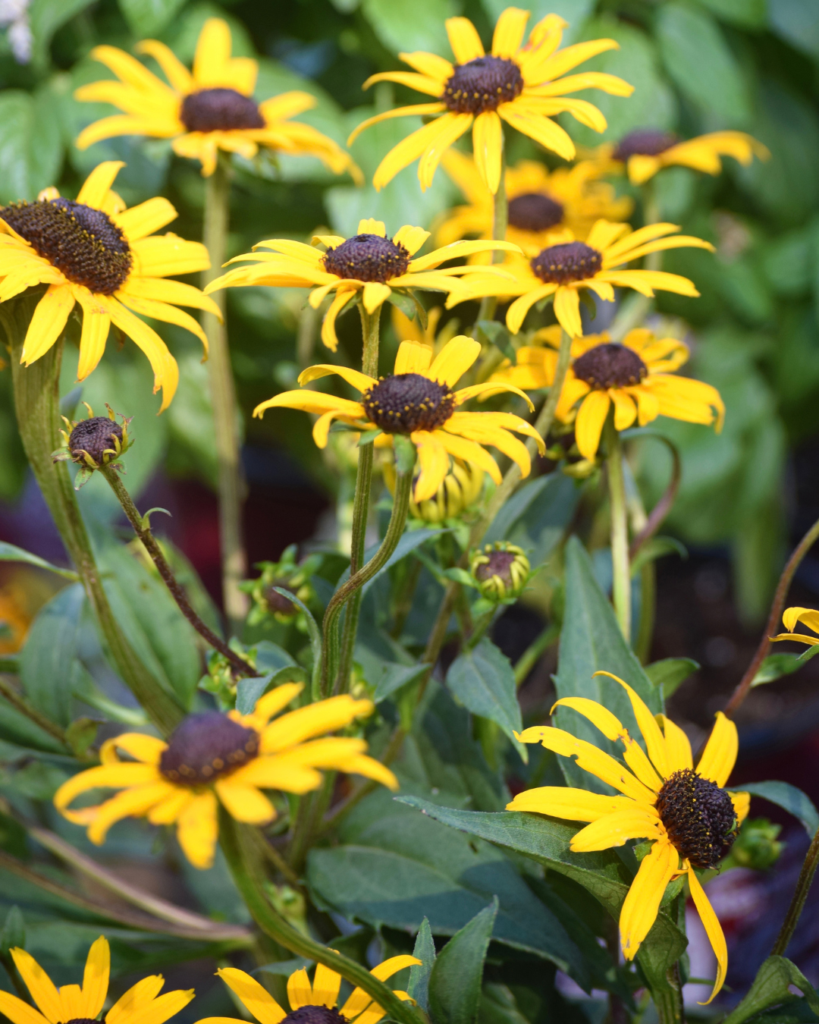 A cluster of yellow flowers with dark brown centers, surrounded by green leaves, growing outdoors in bright sunlight.