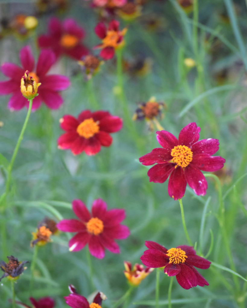 Bright red flowers with yellow centers bloom among slender green stems and leaves, with some flowers fresh and others wilted, creating a vibrant and natural garden scene.