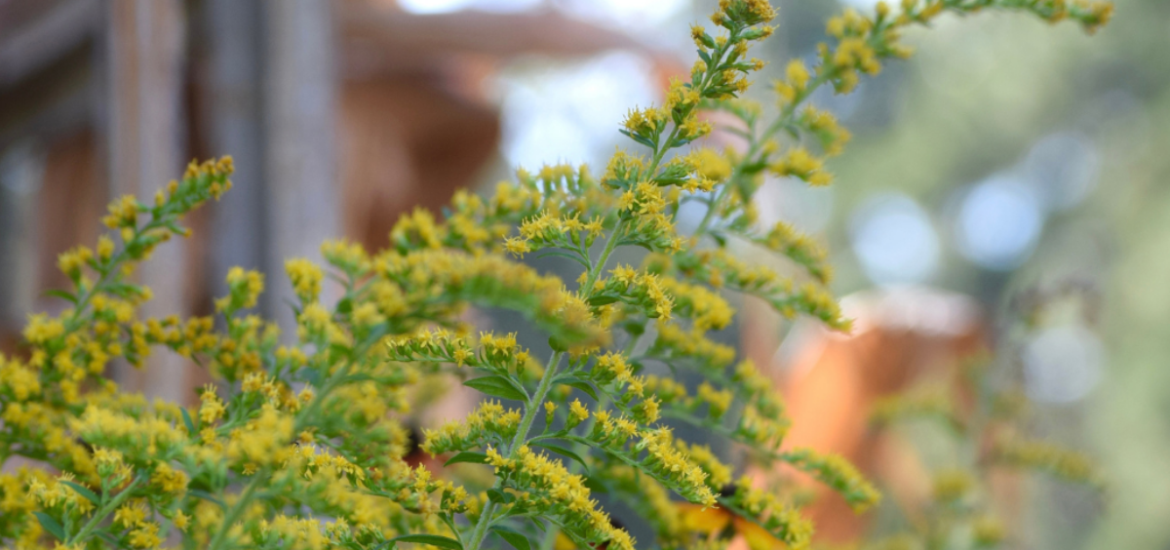 5 Perennials to Plant This Fall