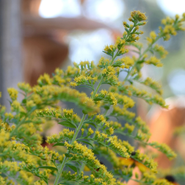 Close-up of yellow goldenrod flowers with a blurred background of green foliage and wooden structure, highlighting the delicate details of the plants tiny blossoms.