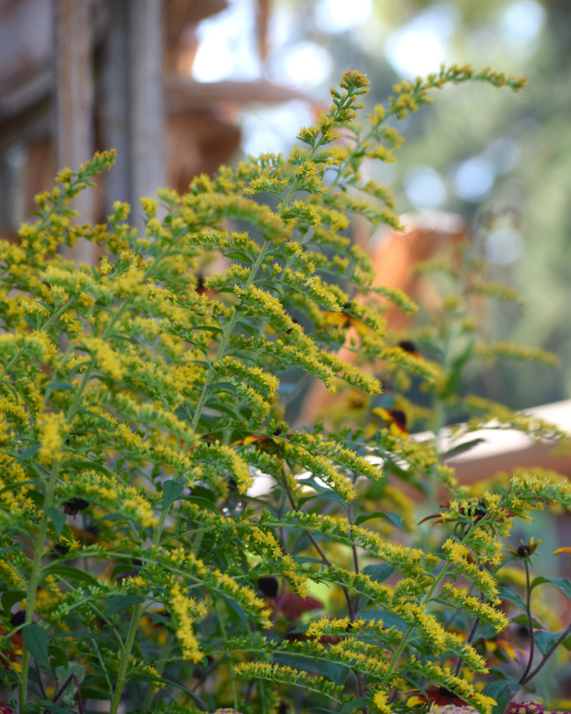 Tall, green stems of goldenrod with small yellow flowers bloom outdoors, with a blurred natural background and hints of sunlight.