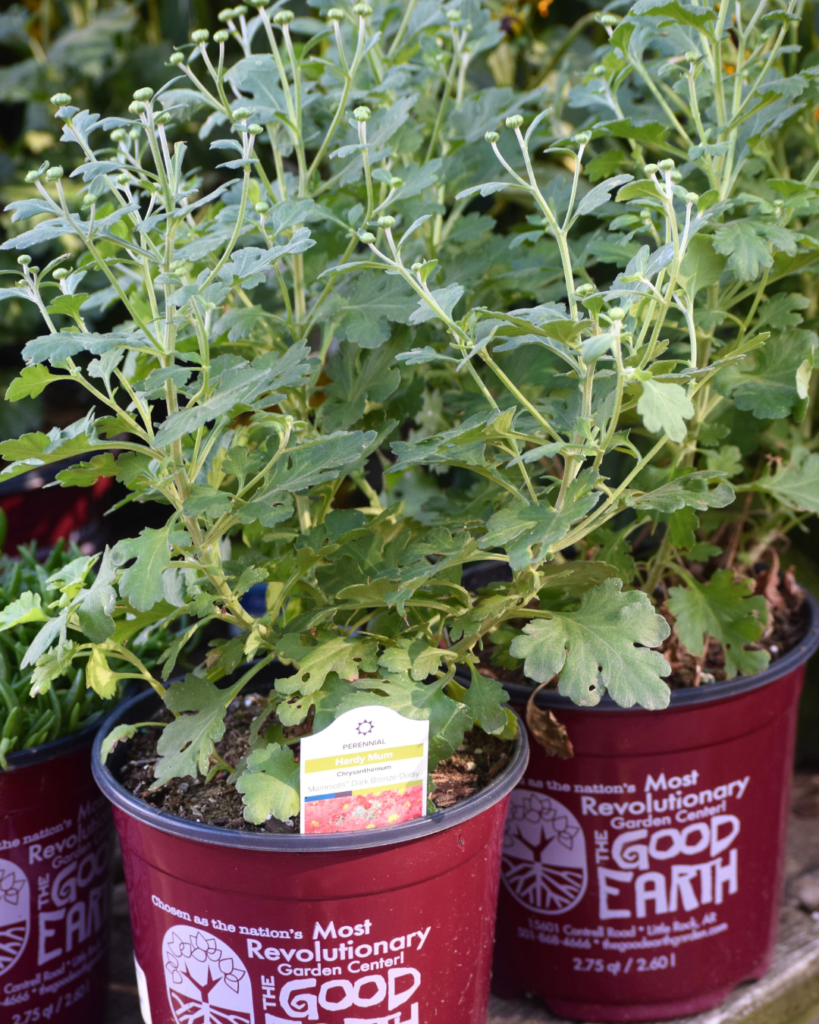 Potted chrysanthemum plants with green leaves and buds, labeled Perennial and The Good Earth garden center, placed outdoors.