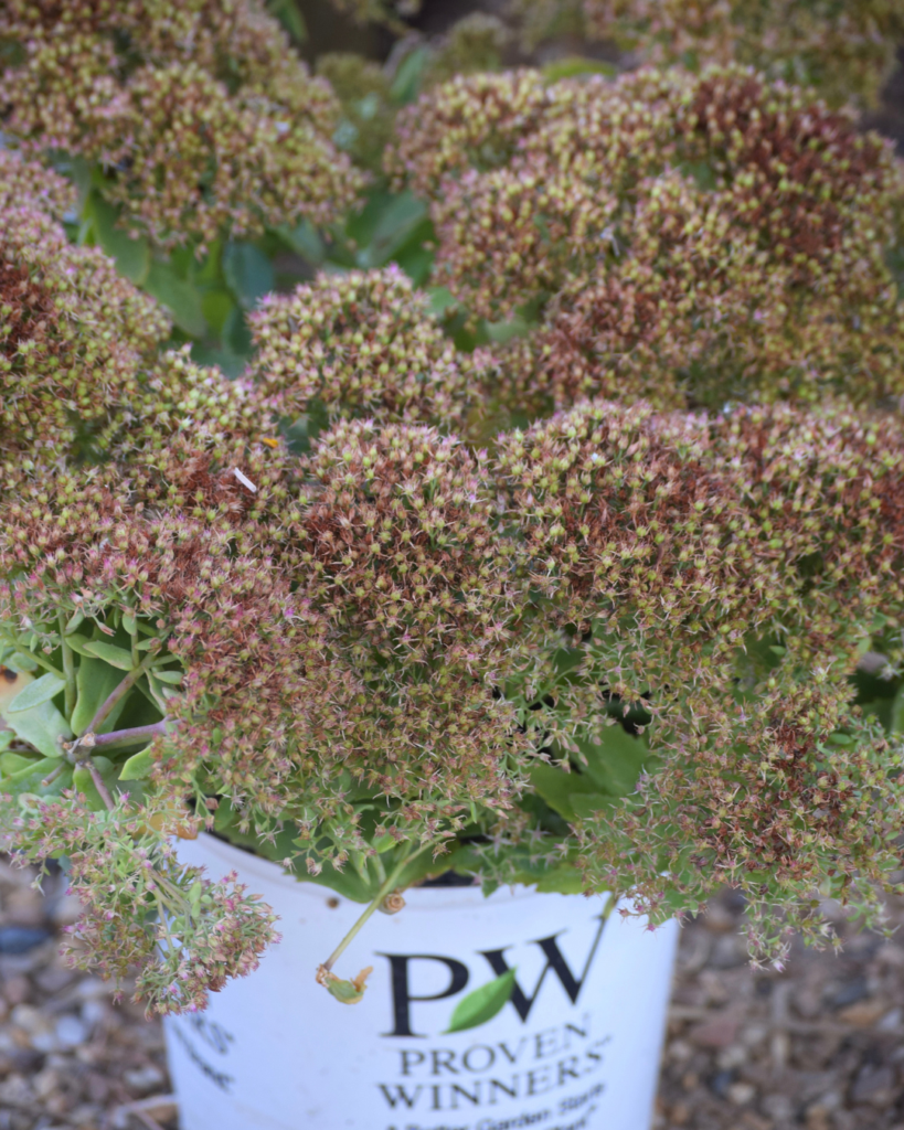 A white pot labeled PW Proven Winners holds a dense plant with reddish-green flower clusters and green leaves. The background is out of focus, with gravel visible on the ground.
